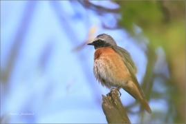 <p>REHEK ZAHRADNÍ (Phoenicurus phoenicurus) /Common redstart - Gartenrotschwanz/</p>